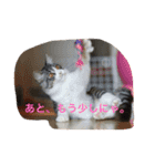 Good Friends Cats Kai＆Lani（個別スタンプ：1）