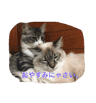 Good Friends Cats Kai＆Lani（個別スタンプ：12）