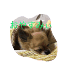 うっぴー家（個別スタンプ：3）
