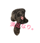 チワプーの一日♡チワワ×トイプードル（個別スタンプ：5）