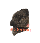 チワプーの一日♡チワワ×トイプードル（個別スタンプ：7）