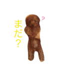 トイプードル TETO（個別スタンプ：1）