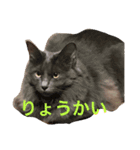 サシャ 第2弾（個別スタンプ：8）
