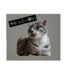 papapa_chan2（個別スタンプ：5）