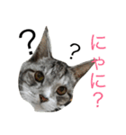 papapa_chan2（個別スタンプ：15）