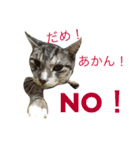 papapa_chan2（個別スタンプ：21）