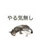 papapa_chan2（個別スタンプ：22）