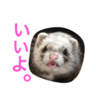 ルビィの日常会話。（個別スタンプ：7）