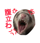 ルビィの日常会話。（個別スタンプ：10）