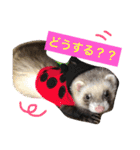 ルビィの日常会話。（個別スタンプ：11）