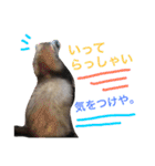 ルビィの日常会話。（個別スタンプ：15）