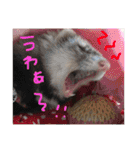 ルビィの日常会話。（個別スタンプ：24）