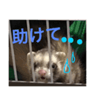 ルビィの日常会話。（個別スタンプ：30）