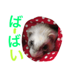 ルビィの日常会話。（個別スタンプ：31）