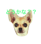 スムースチワワ スタンプ（個別スタンプ：8）