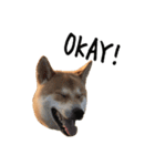 柴犬こてつ part3（個別スタンプ：1）