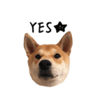 柴犬こてつ part3（個別スタンプ：2）