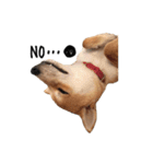 柴犬こてつ part3（個別スタンプ：3）