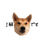 柴犬こてつ part3（個別スタンプ：4）