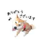 柴犬こてつ part3（個別スタンプ：5）