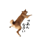 柴犬こてつ part3（個別スタンプ：6）