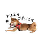 柴犬こてつ part3（個別スタンプ：7）