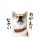 柴犬こてつ part3（個別スタンプ：11）
