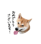 柴犬こてつ part3（個別スタンプ：13）