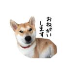 柴犬こてつ part3（個別スタンプ：14）
