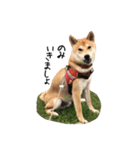 柴犬こてつ part3（個別スタンプ：15）