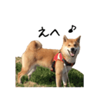 柴犬こてつ part3（個別スタンプ：16）