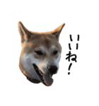 柴犬こてつ part3（個別スタンプ：17）