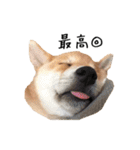 柴犬こてつ part3（個別スタンプ：19）