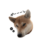 柴犬こてつ part3（個別スタンプ：22）