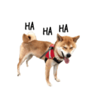 柴犬こてつ part3（個別スタンプ：23）