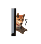 柴犬こてつ part3（個別スタンプ：24）