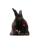 Rabbit＆3Dog's 2（個別スタンプ：1）