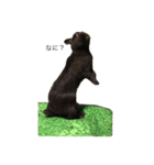 Rabbit＆3Dog's 2（個別スタンプ：2）