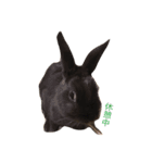 Rabbit＆3Dog's 2（個別スタンプ：4）