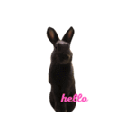 Rabbit＆3Dog's 2（個別スタンプ：7）