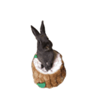 Rabbit＆3Dog's 2（個別スタンプ：8）