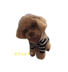 Rabbit＆3Dog's 2（個別スタンプ：13）