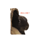 Rabbit＆3Dog's 2（個別スタンプ：14）