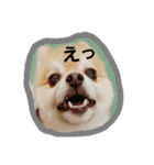 コタ梅（個別スタンプ：1）
