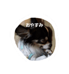 コタ梅（個別スタンプ：5）
