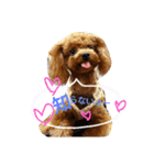 ゆず♡てぃー(トイプードル)犬スタンプ（個別スタンプ：1）