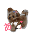 ゆず♡てぃー(トイプードル)犬スタンプ（個別スタンプ：4）