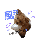 ゆず♡てぃー(トイプードル)犬スタンプ（個別スタンプ：7）