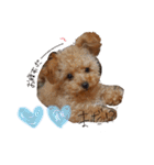 ゆず♡てぃー(トイプードル)犬スタンプ（個別スタンプ：11）