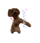 ゆず♡てぃー(トイプードル)犬スタンプ（個別スタンプ：14）